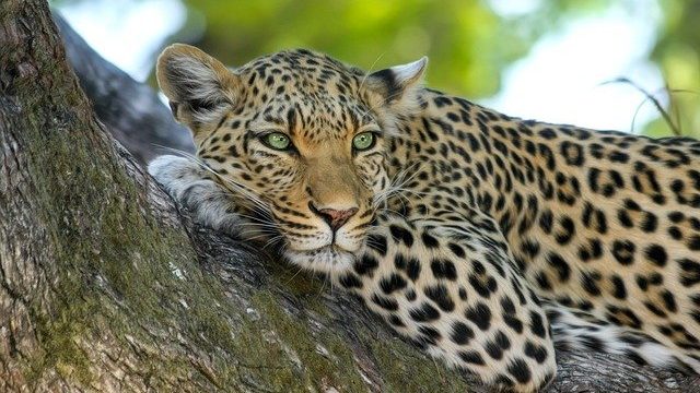 leopard-515509_640