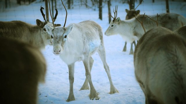 reindeer-4755827_640