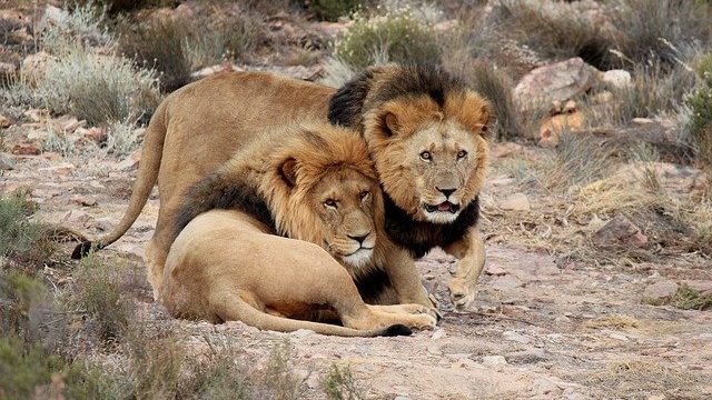 south-africa-3457731_640