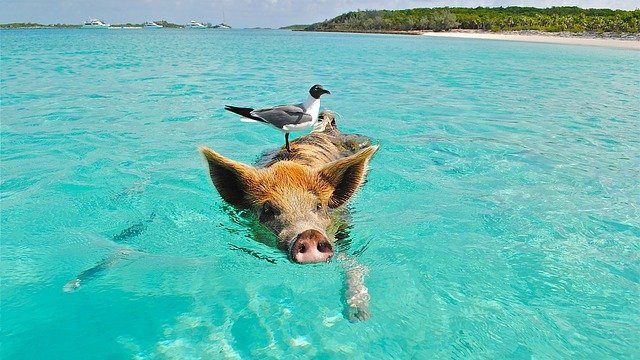 Swimming Pigs Bahamas