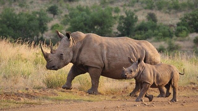 white-rhino-4477306_640